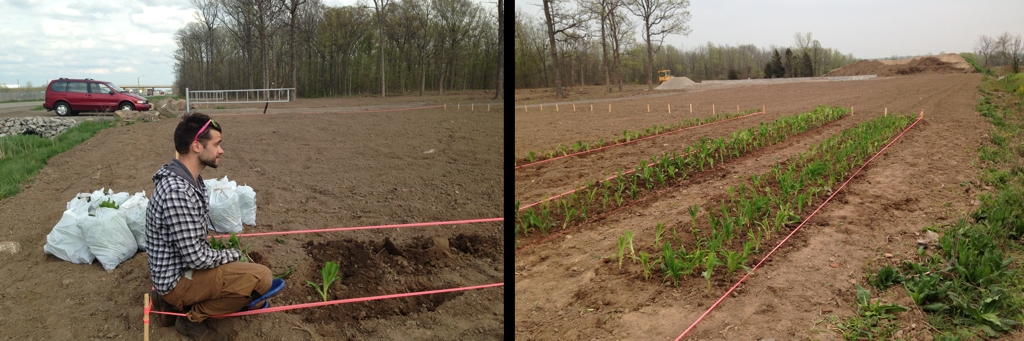 First Daylilies Planted