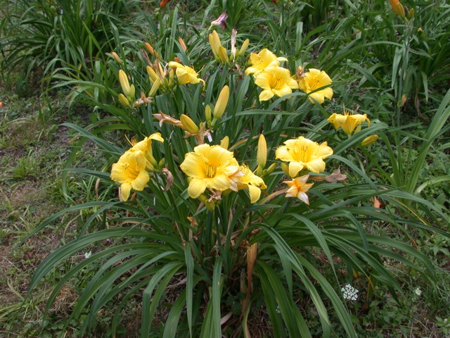 Pixie Laughter Plant