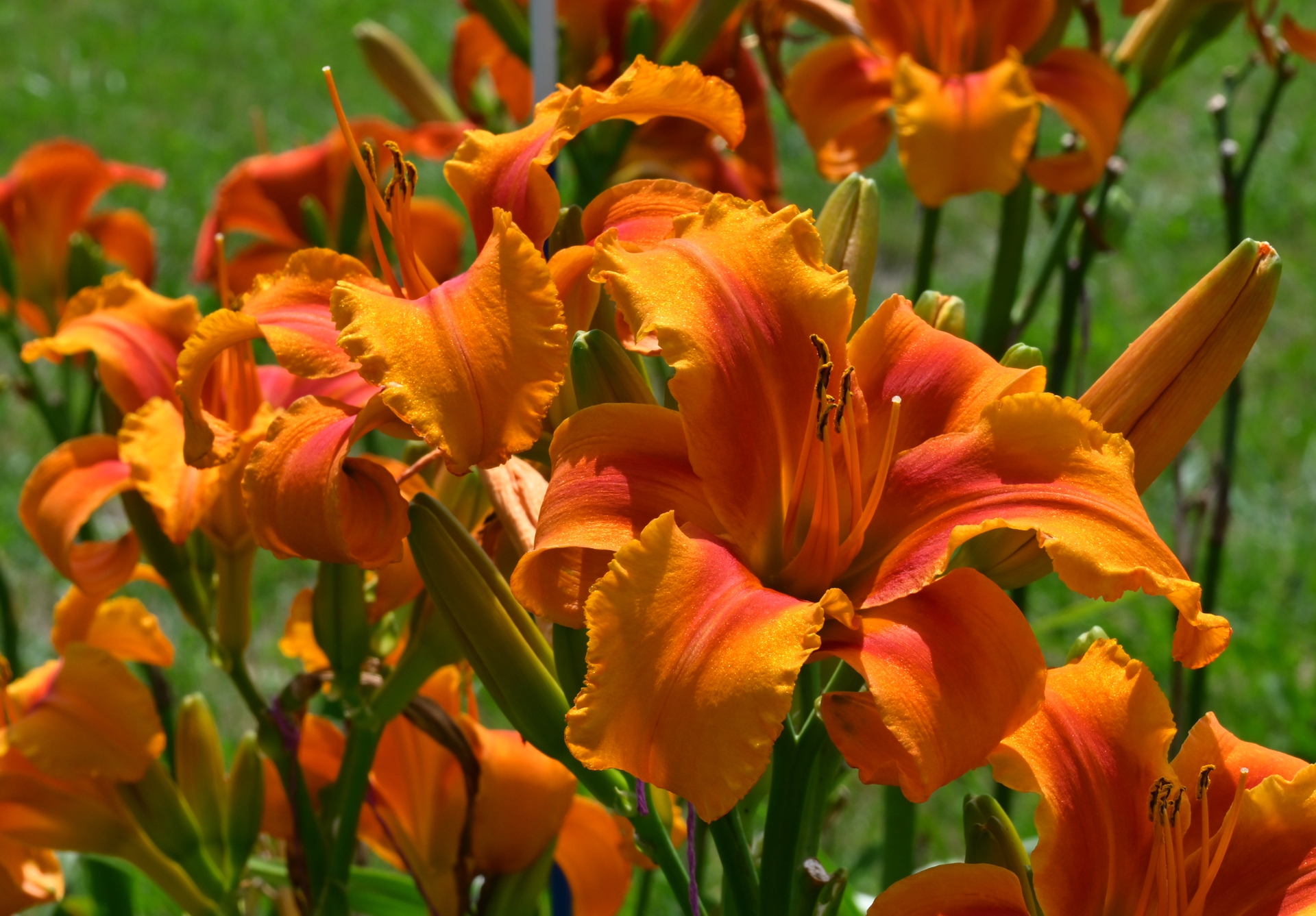 Rebecca�s Rhapsody clump in 2021