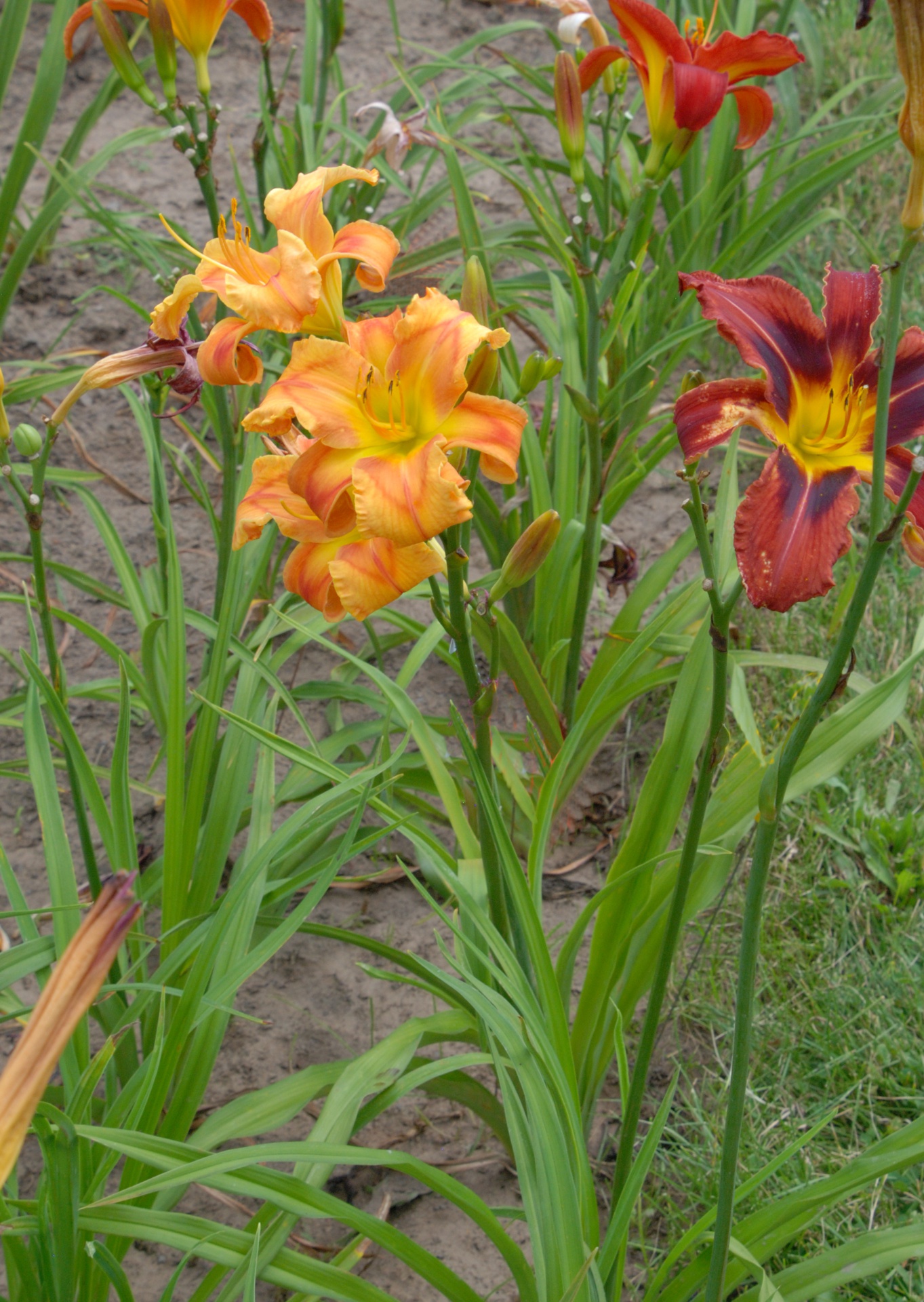 Dynamic Sunrise Plant