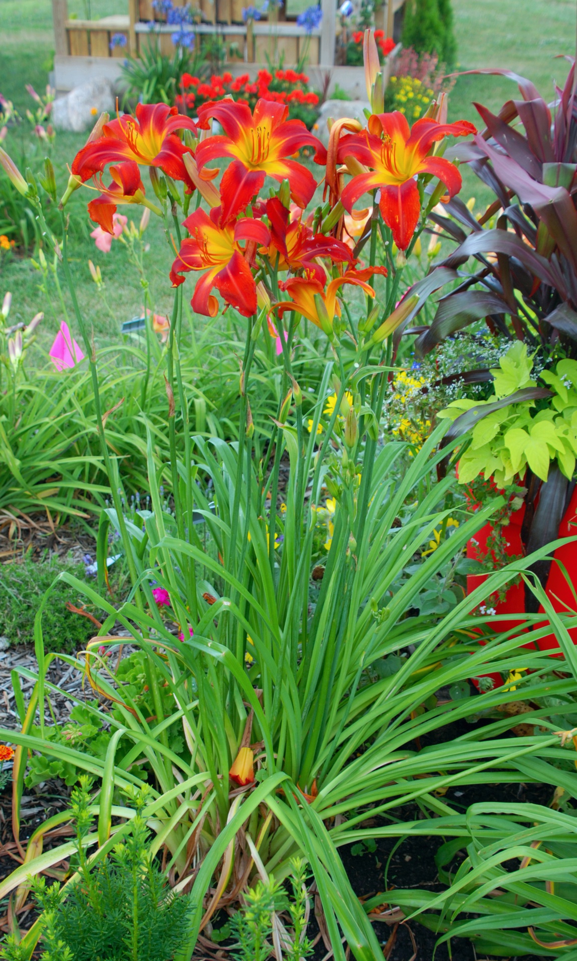 Lighthouse Blaze Plant